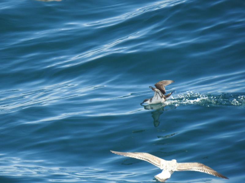Great Shearwater                             Photo:  R. Perez