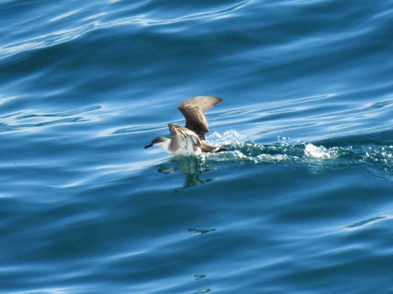 Great Shearwater                             Photo:  R. Perez