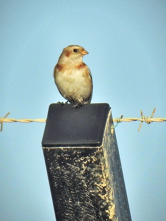 Snow Bunting   Photo:  R. Perez