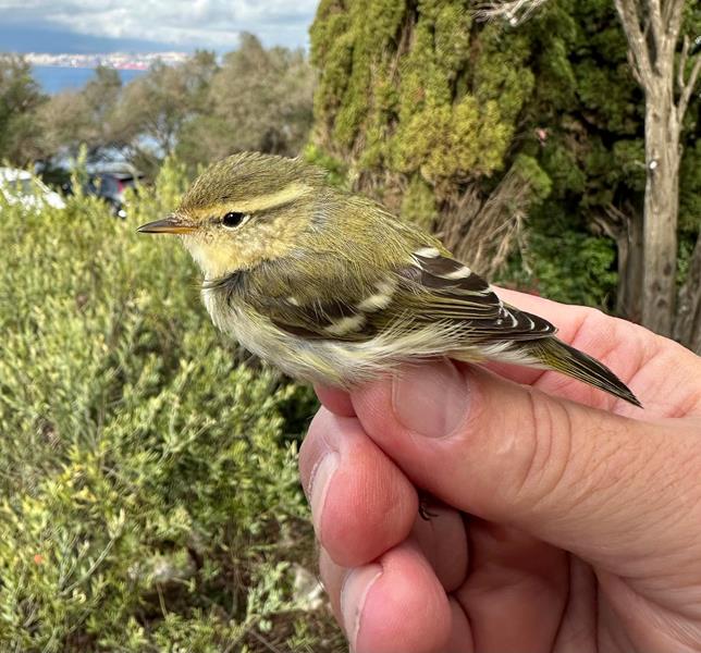Yellow-browed Warbler