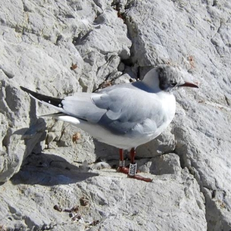 Black-Headed Gull  Z02C