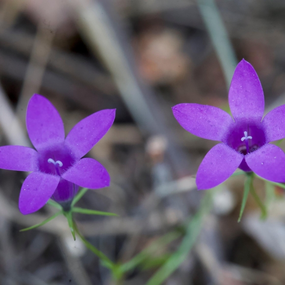Campanula lusitanica