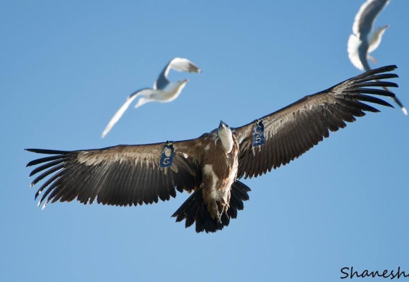 Griffon Vulture C5