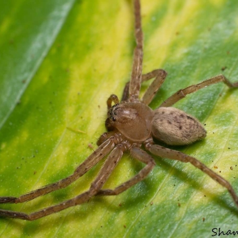 Olios argelasius (Huntsman spider)