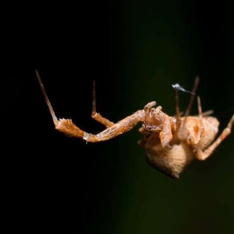 Uloborus plumipes