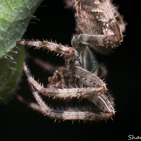 Araneus diadematus female