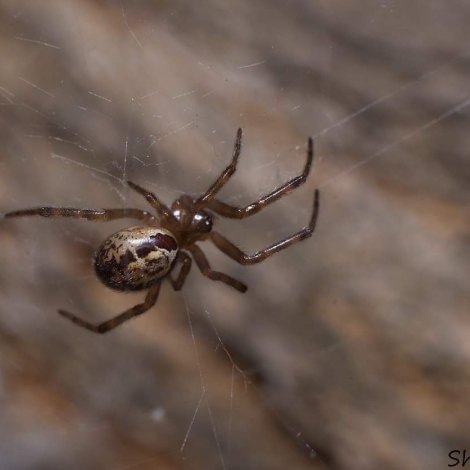 Steatoda nobilis (False widow spider)