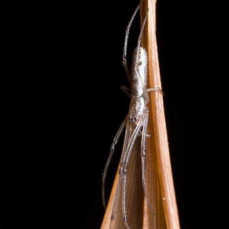 Tetragnatha sp. (Stretch spider)