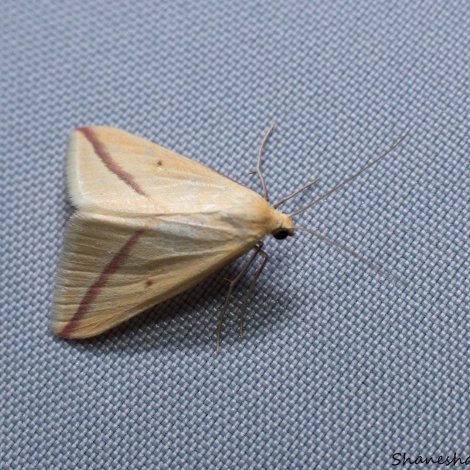 Rhodometra sacraria (the Vestal)