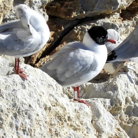 Mediterranean Gull 32A9