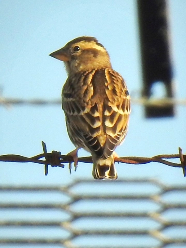 Rock Sparrow first record for Gibraltar.  Note the strong supercilium. Photos:  R. Perez/P. Rocca.