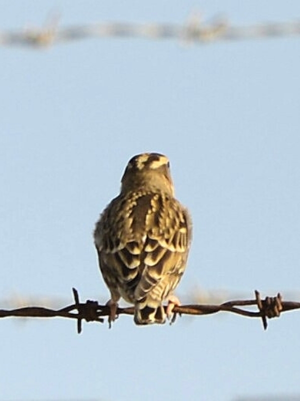 Rock Sparrow.  Note the crown stripes. Photos:  R. Perez/P. Rocca.