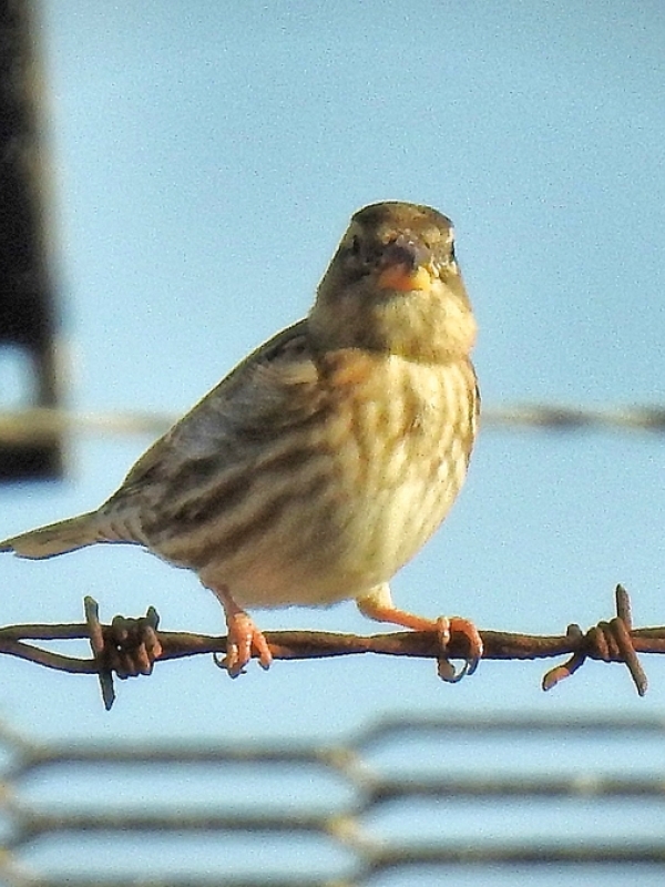 Rock Sparrow.  Note the streaked flanks. Photos:  R. Perez/P. Rocca.