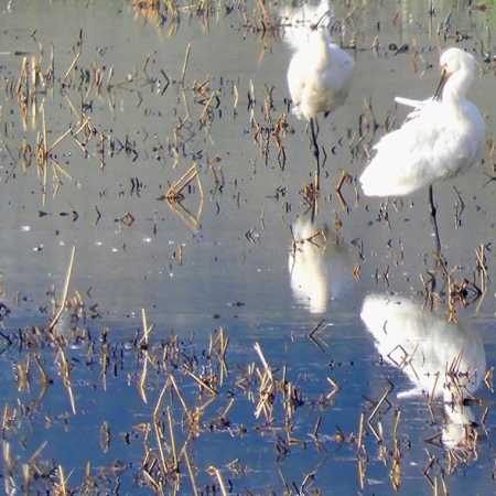 Spoonbills.    Photo:  A. Yome.