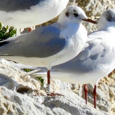 Black-headed Gull T39J