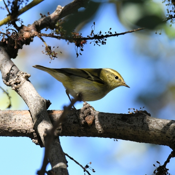 Yellow-browed Warbler