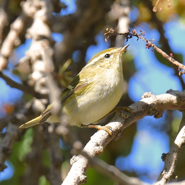 Yellow Browed Warbler