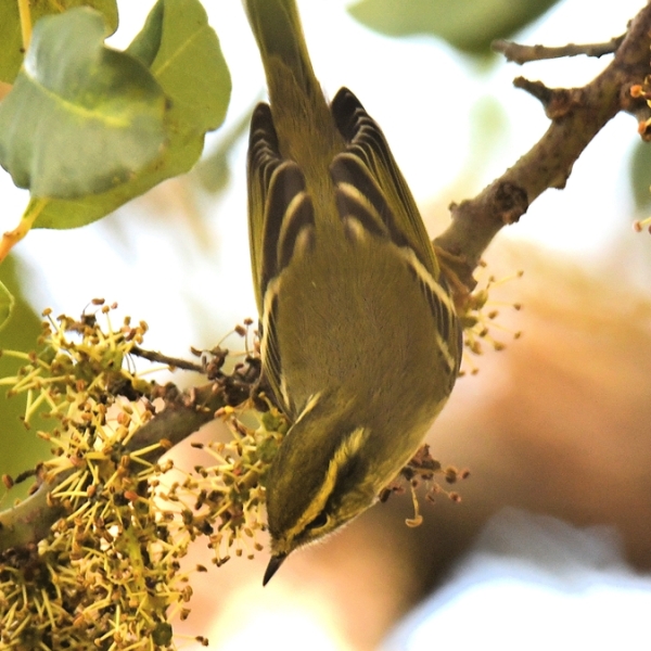 Yellow Browed Warbler