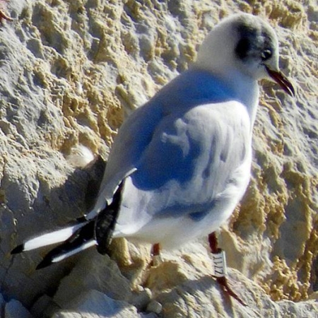Black-headed Gull Z71T