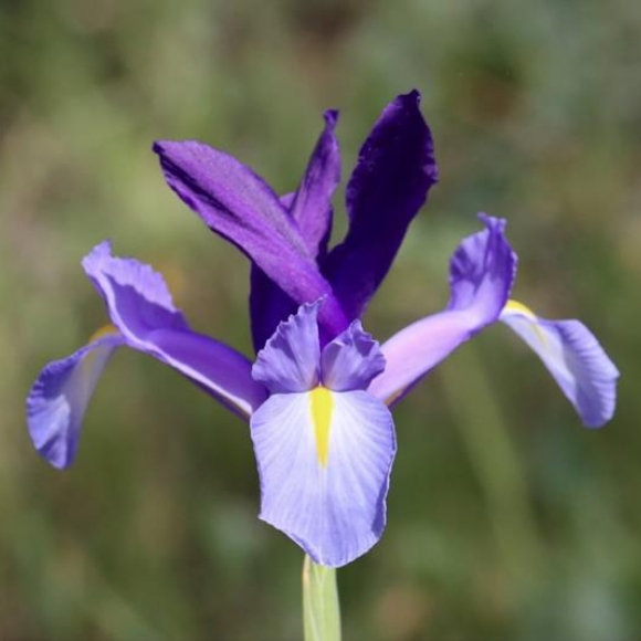 Spanish Iris