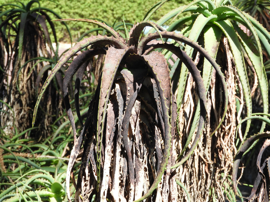 Diseased Tree Aloe