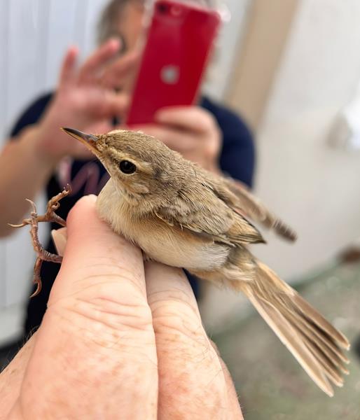 Recent Sightings October 2023 - Gibraltar Ornithological & Natural ...