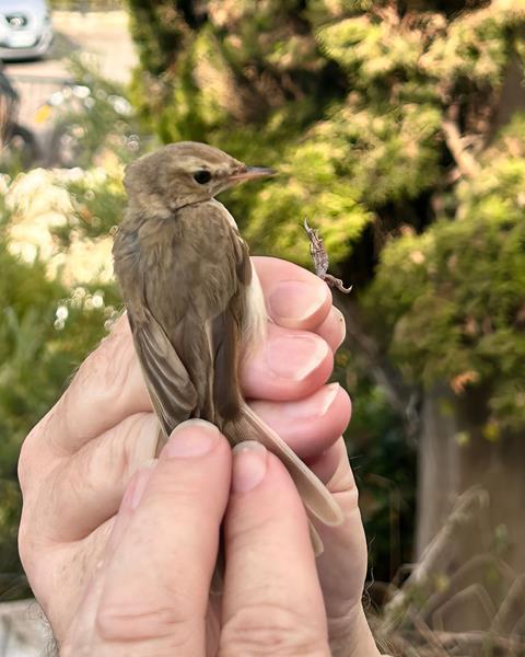 Recent Sightings October 2023 - Gibraltar Ornithological & Natural ...