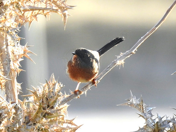 Dartford Warbler Photos: R. Perez