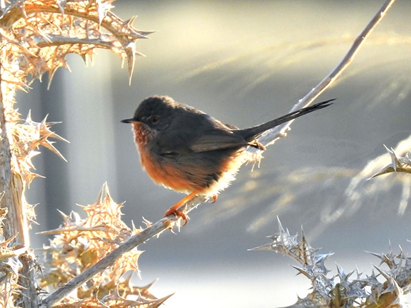 Dartford Warbler