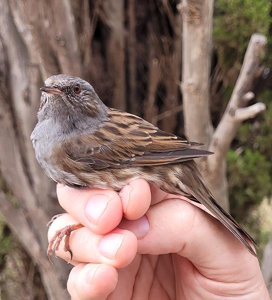 Dunnock