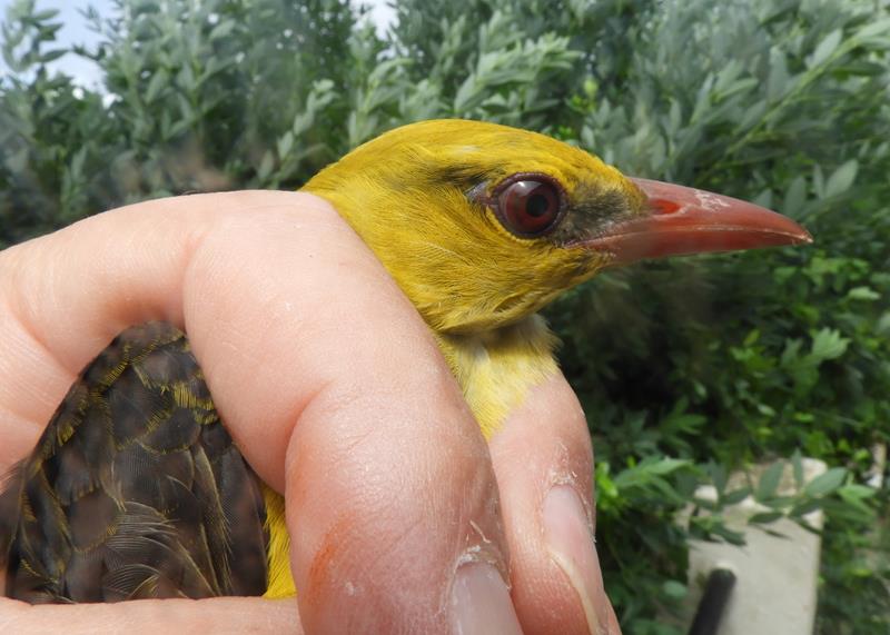 Golden Oriole male age 7 ( Definitely hatched the calendar year before last). Note yellow greenish yellow head, grey lore and median and lesser coverts edged yellow.