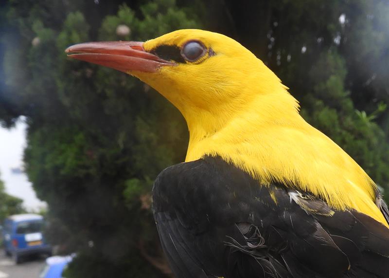 Golden Oriole Ad male age 8, black lore and black median and lesser coverts.