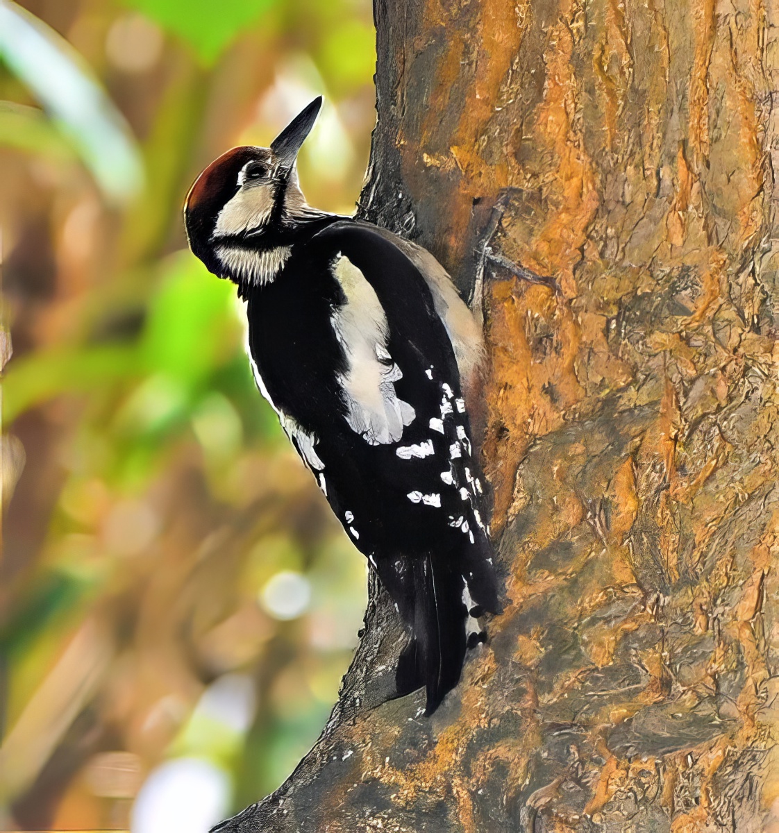 Great Spotted Woodpecker.     P. Rocca.