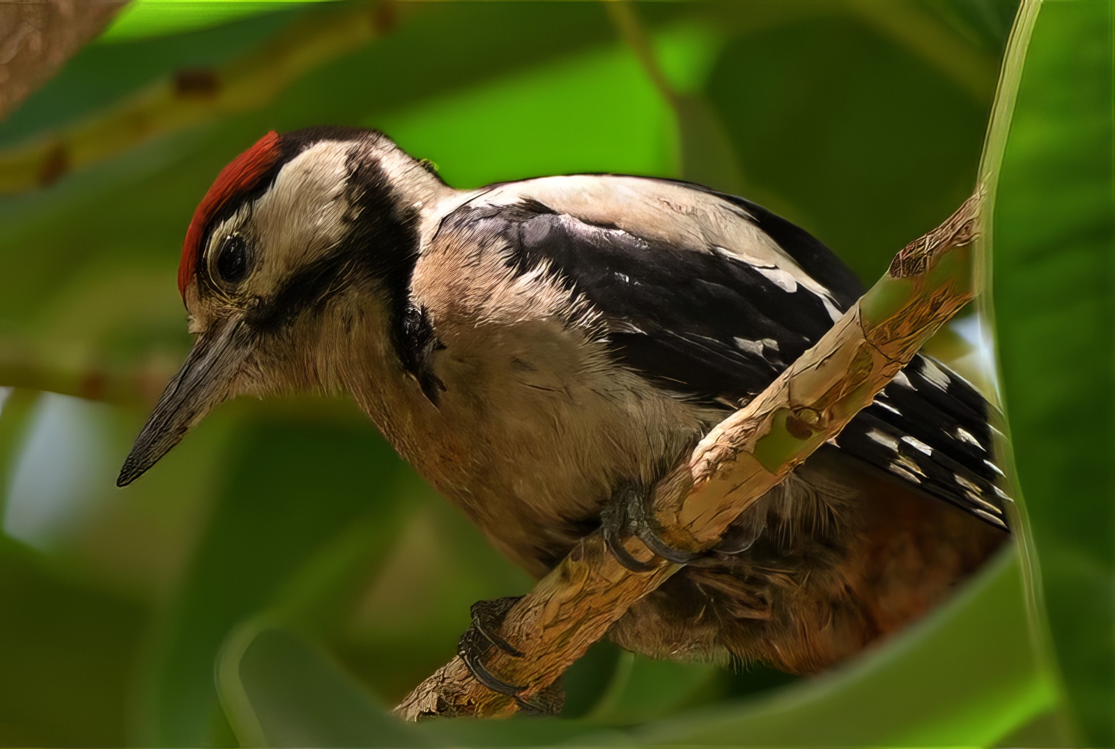 Great Spotted Woodpecker.     P. Rocca.
