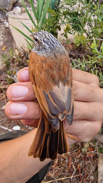 House Bunting