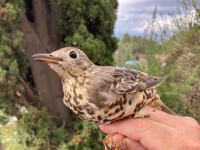 Mistle Thrush