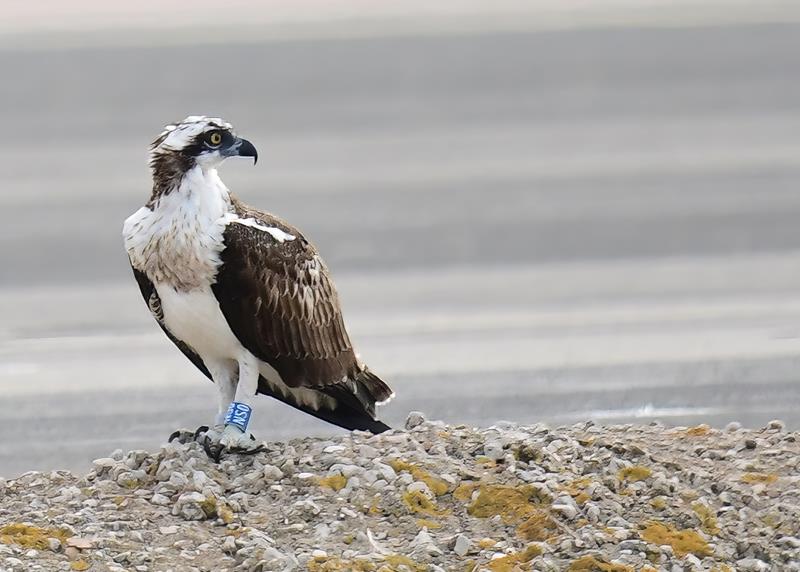 Osprey J. Mesilio