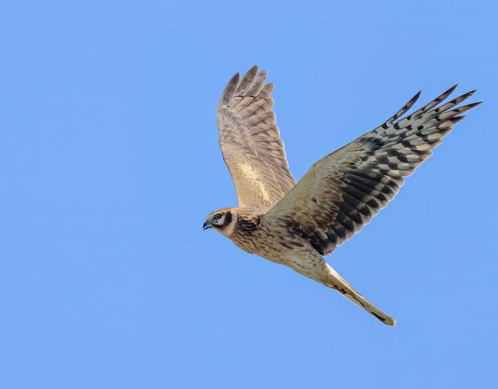 Female Pallid Harrier D. Parody