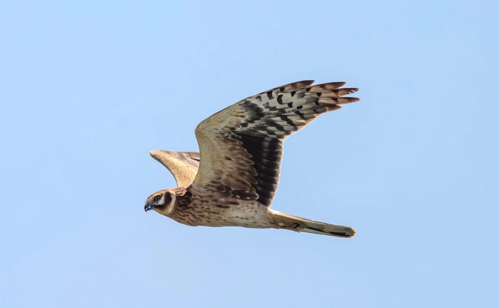 Female Pallid Harrier D. Parody