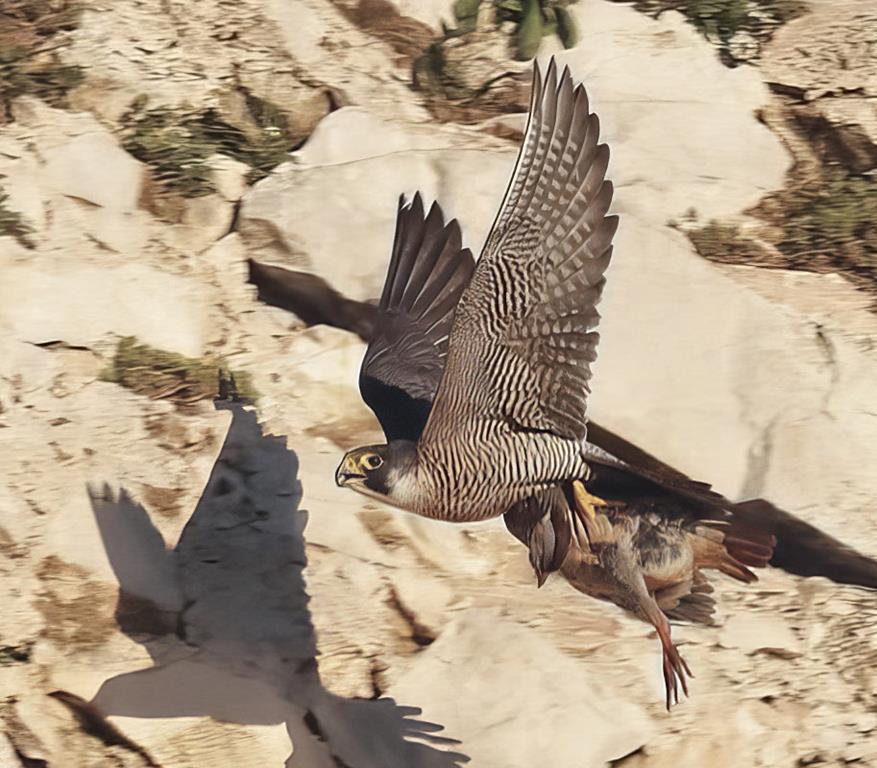 Peregrine with a Barbary Partridge   C. Fortuna