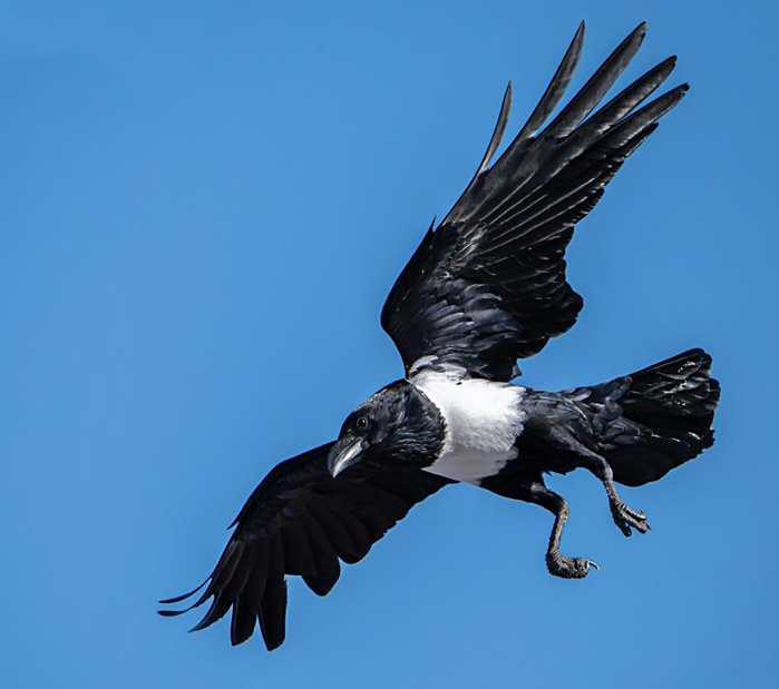 Pied Crow T. Finlayson