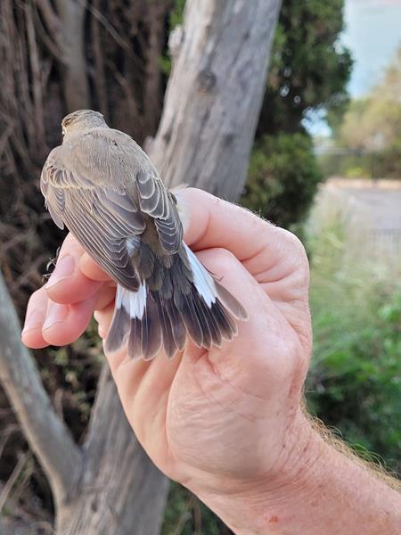 Red-breasted Flycatcher