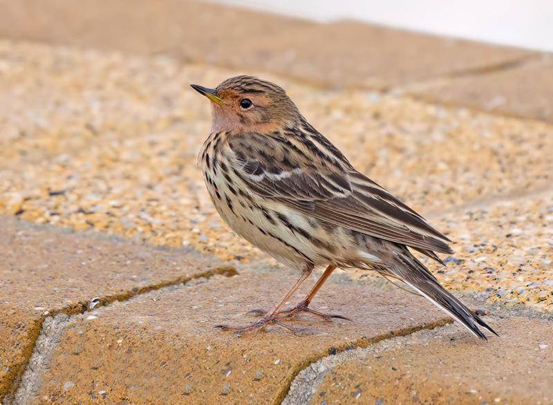 Red-throated Pipit C. Finlayson