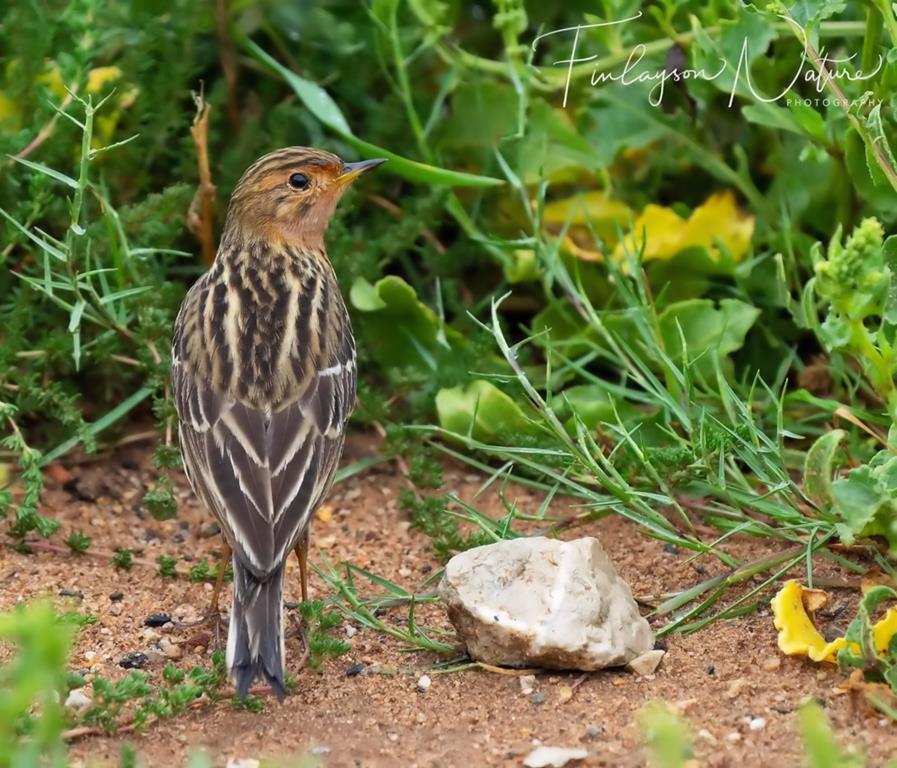 Red-throated Pipit C. Finlayson.