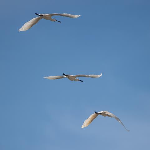 Spoonbills D. Parody