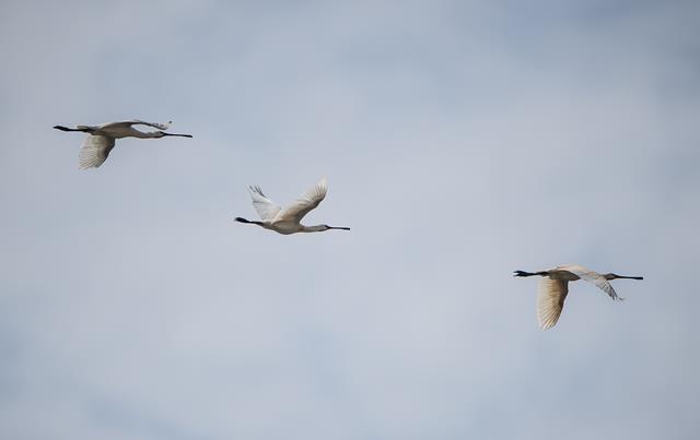 Spoonbills D. Parody