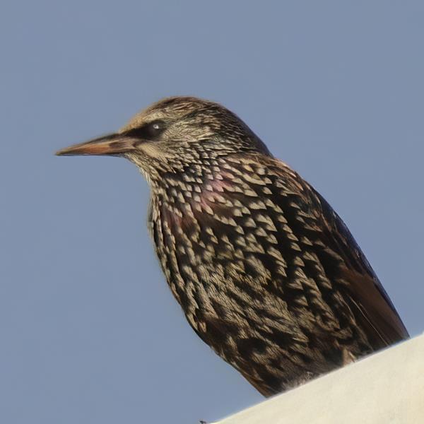 Common Starling  C. Fortuna