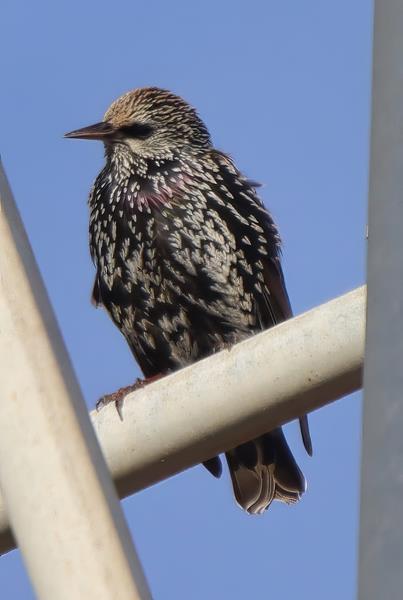 Common Starling  C. Fortuna