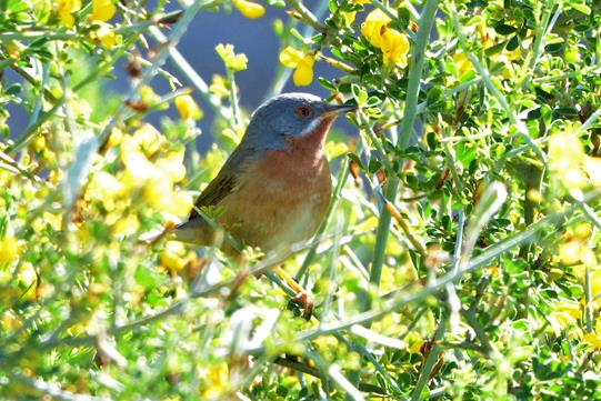 Subalpine Warbler             P. Rocca