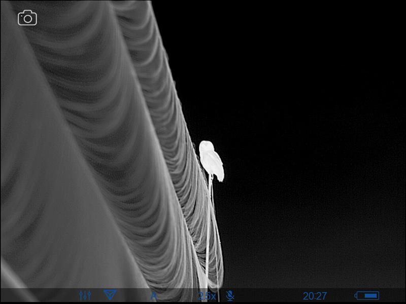 Tawny Owl thermal image beside mist net.    R. Geary